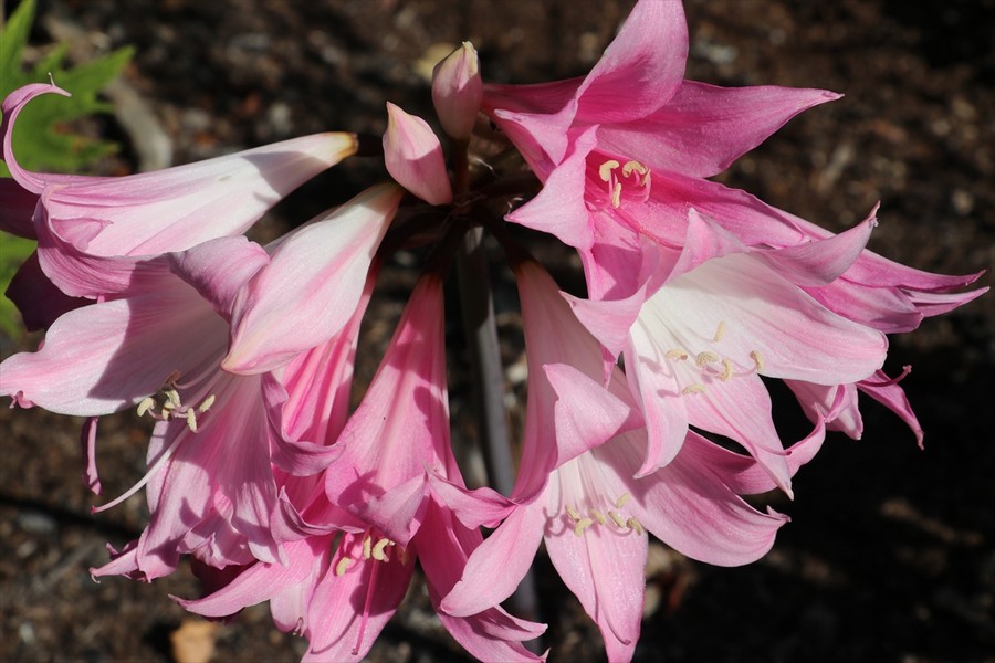 Biyokaçakçılığa 5 milyon lira ceza kesildi