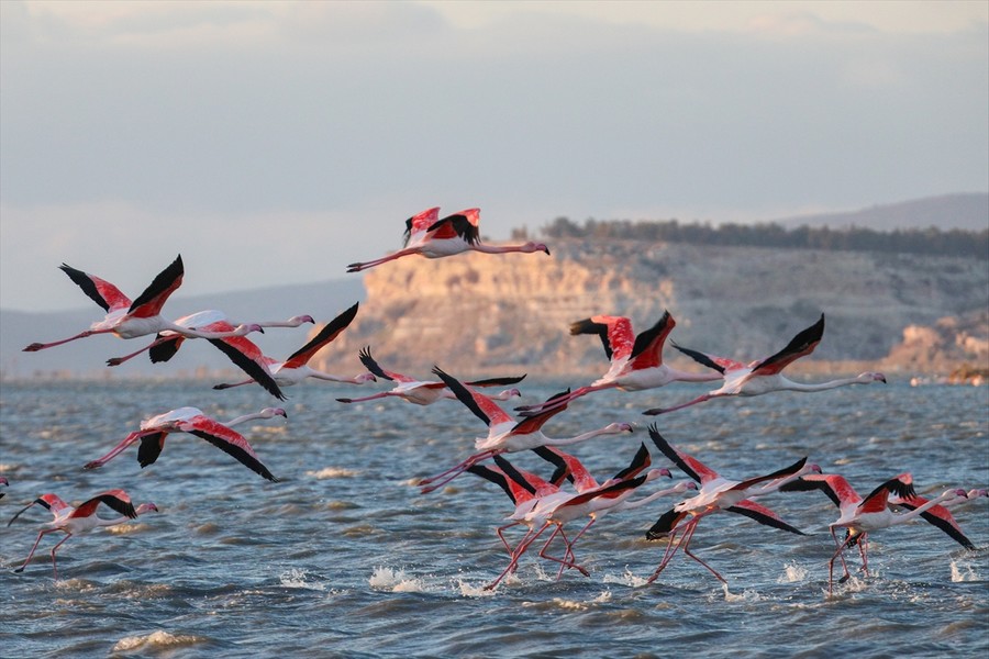 Gediz Deltası'nın kış konukları 