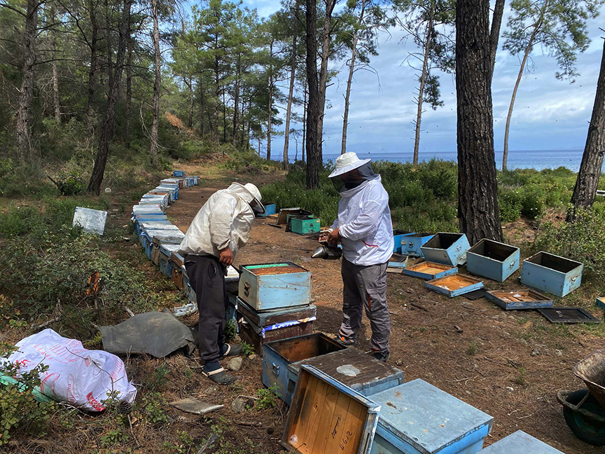 Çiçek balı arıcılarının hasat telaşı başladı