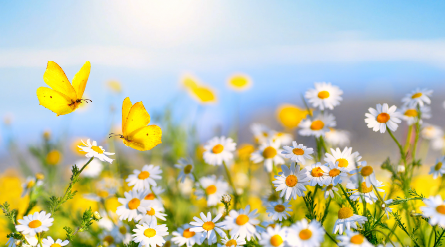 Hayvanlar bitkilerin seslerine tepki veriyor