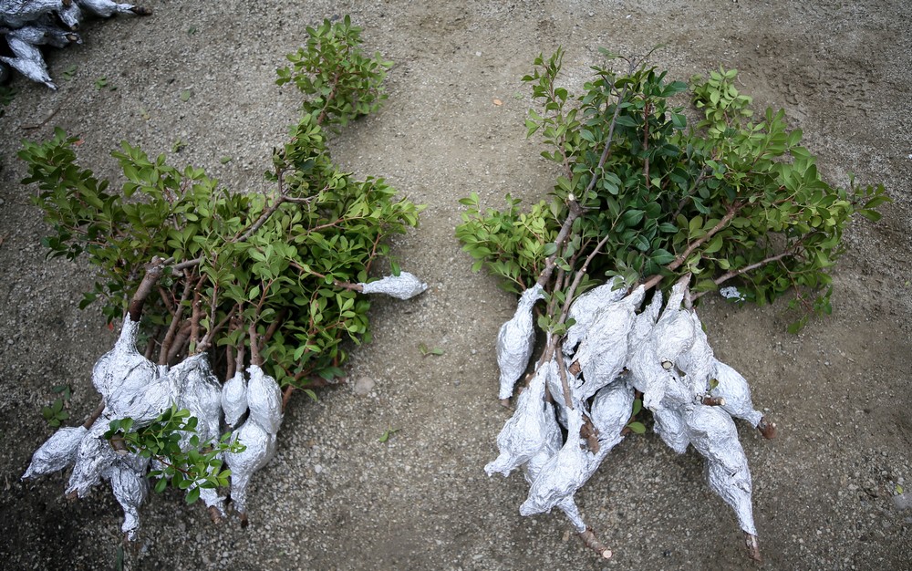 Gökçeada damla sakızı üretim merkezi olacak