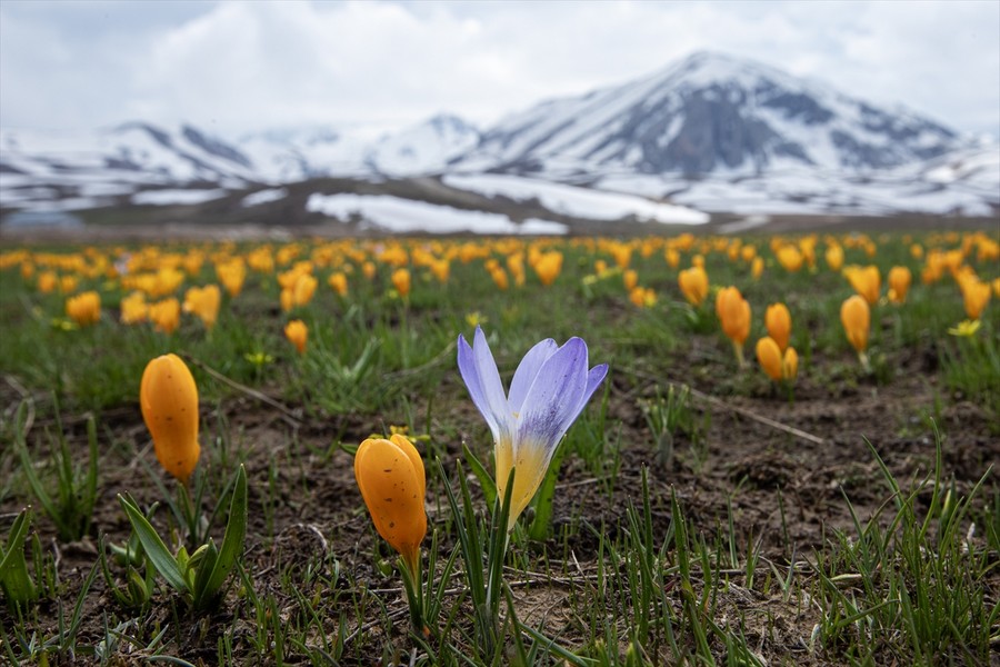 Geyik Dağları na bahar geldi