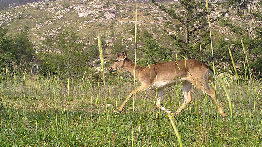 Yanan alanlarda doğal hayat yeniden canlandı