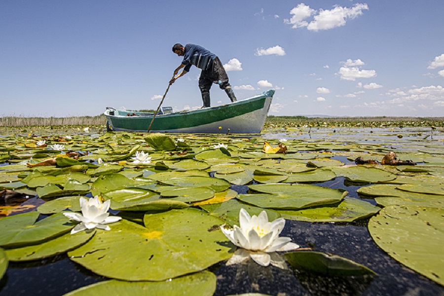 Beyşehir'in nilüferleri