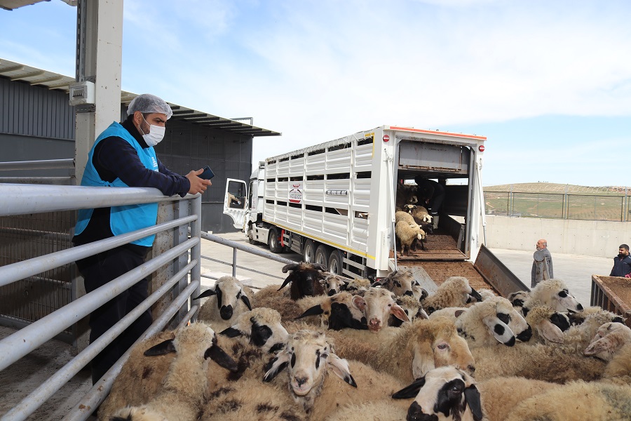 MEC Vakfı Kurban Organizasyonunda kesimler tamamlandı