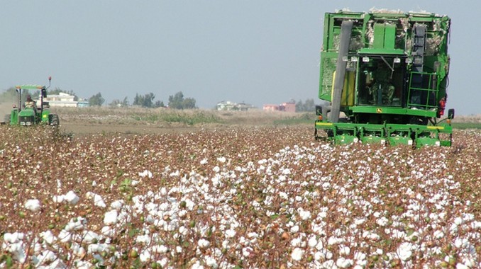 Türkiye GDO’suz pamukta önde