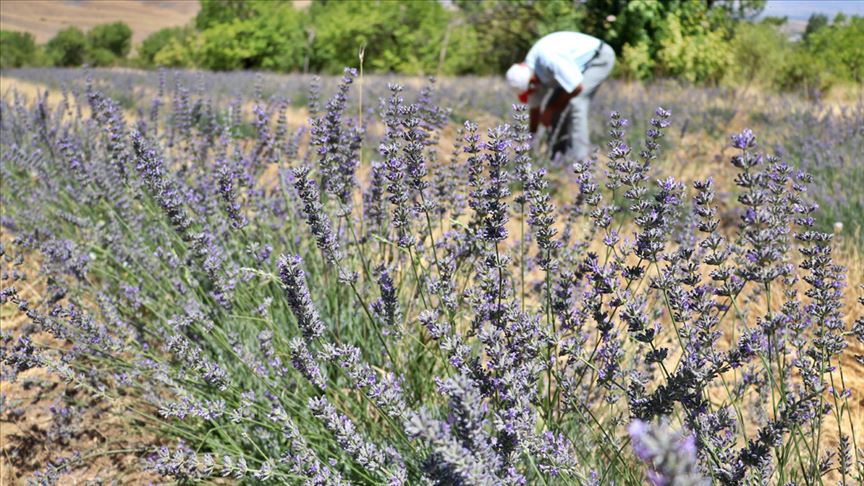 Tıbbi ve aromatik bitki üretimine ilgi büyüyor