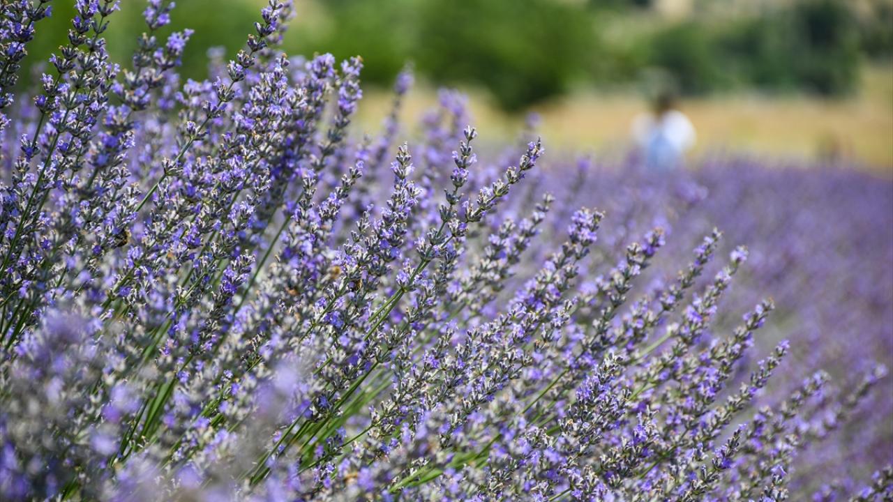 Lavanta tarlarında renkli hasat