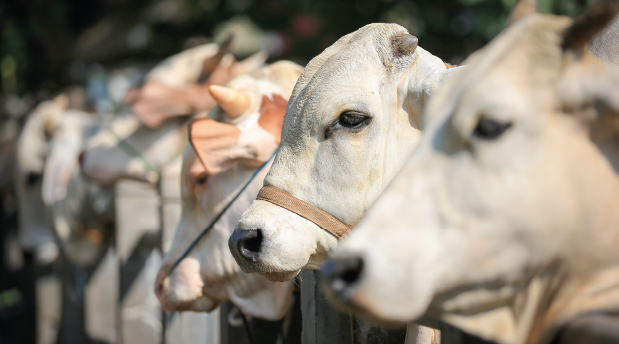Tüm hayvan pazarları kapatıldı