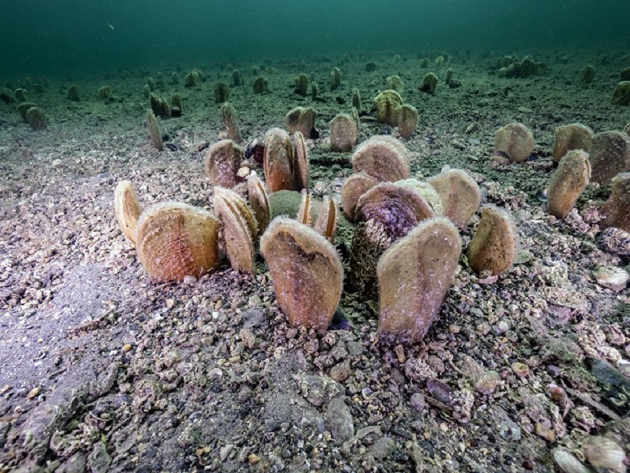 Müsilajla mücadeleye pina ve deniz çayırları desteği