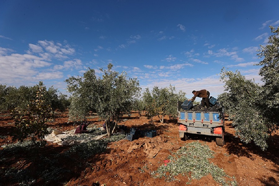 Antep fıstığı hasadını tamamlayan çiftçiler zeytin mesaisinde