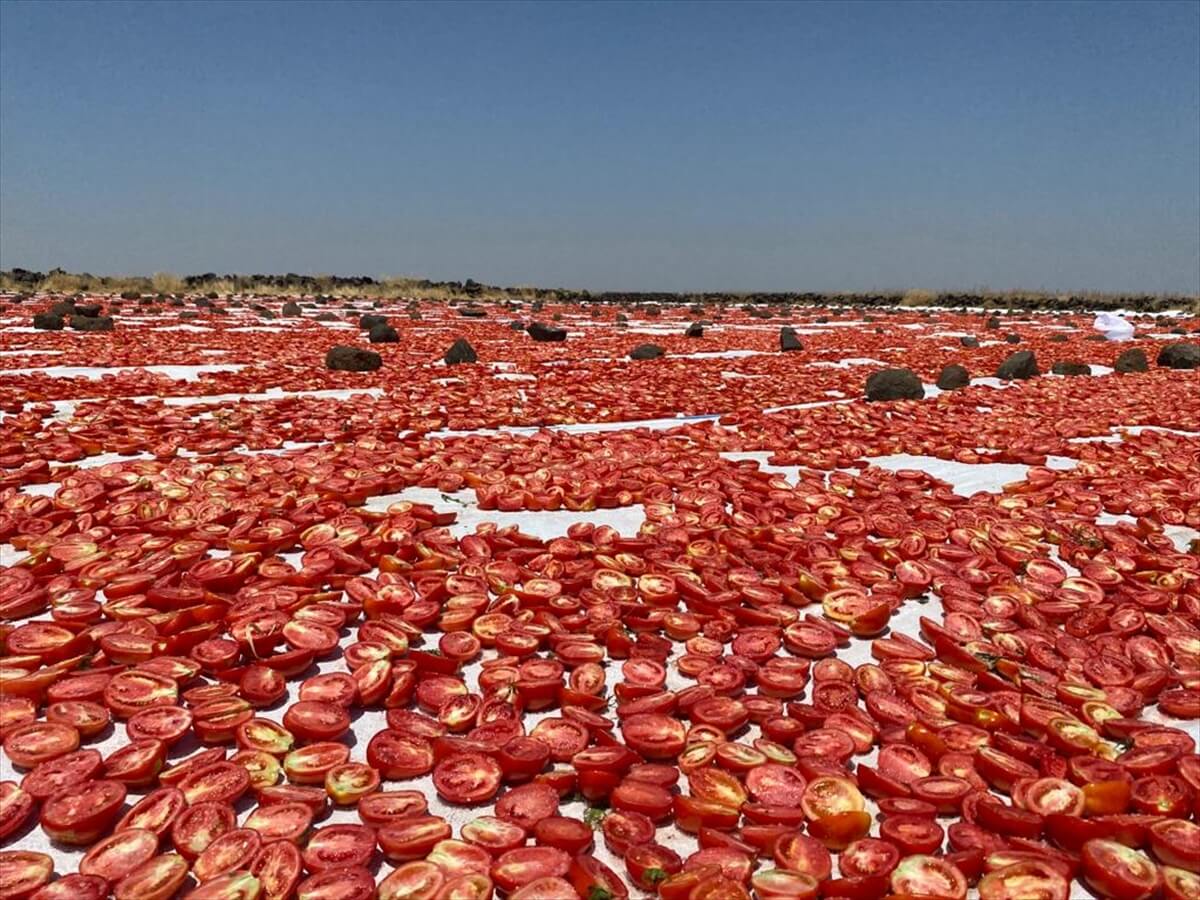 Kavurucu sıcaklıkta kurutmalık domates mesaisi