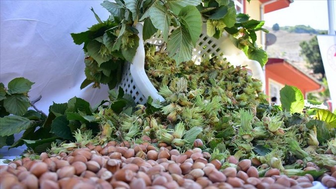 Fındık üretiminde Türkiye önde