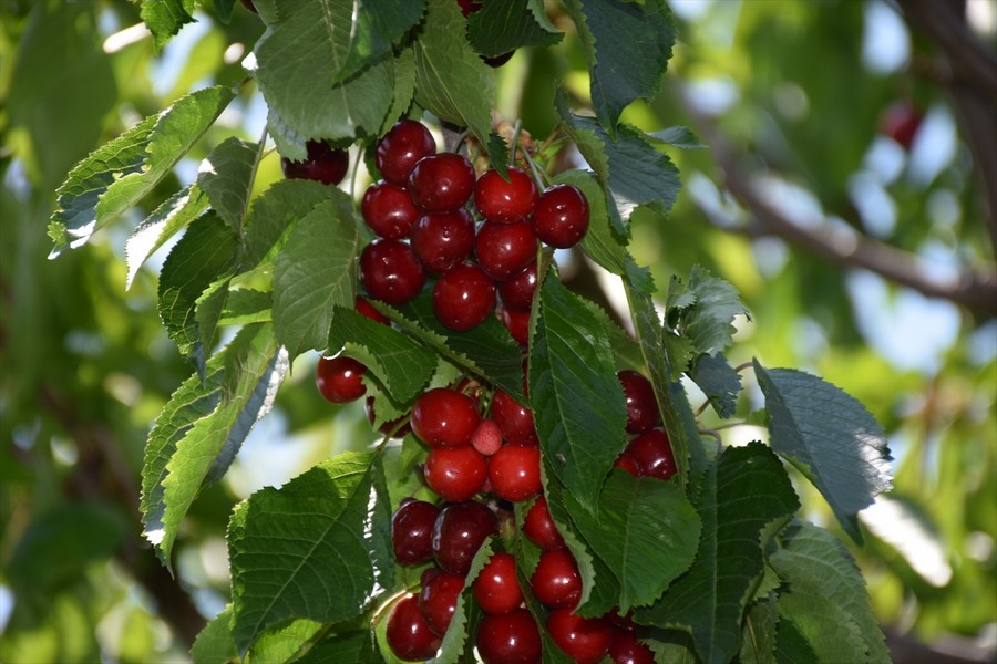 ­Afyon'da kiraz hasadından yüksek rekolte beklentisi