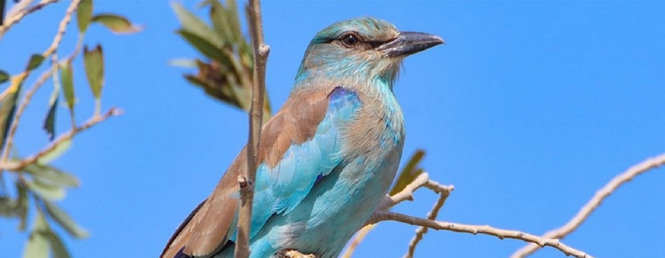 Türkiye'nin kuş türlerinde sevindiren artış