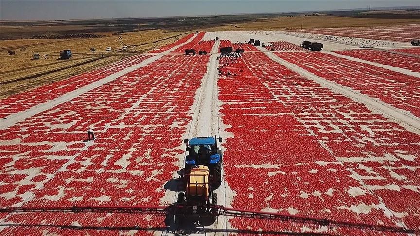 Harran'da domates kurutma telaşı