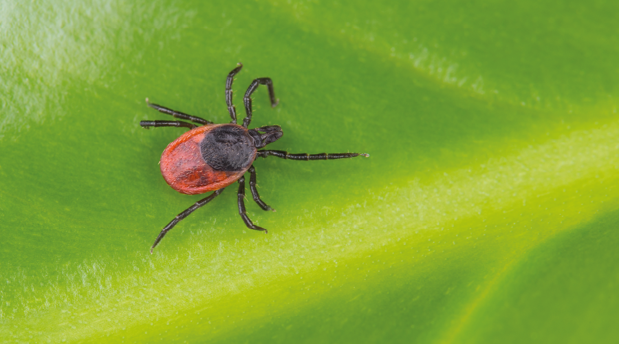 "Kırım Kongo Kanamalı Ateşi" uyarısı