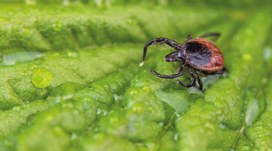Keneyle gelen hastalıklar ve korunma yöntemleri