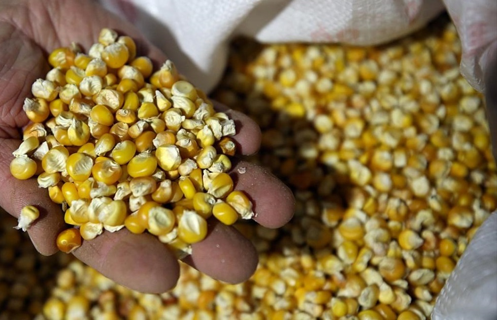 Buğday, mısır ve arpada gümrük vergisi arttı