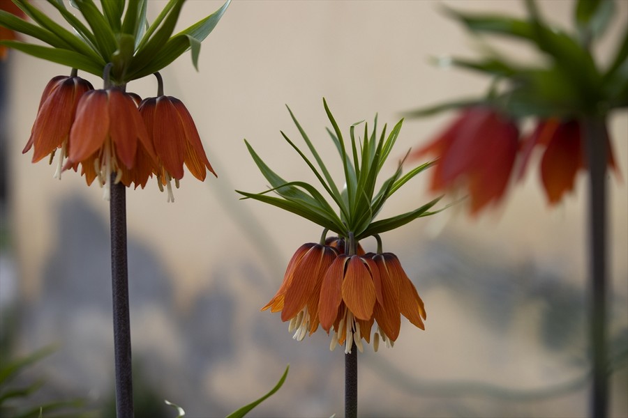 Ters laleler kendini gösterdi