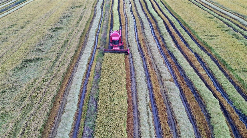 ­Edirne'de çeltik hasadı başladı