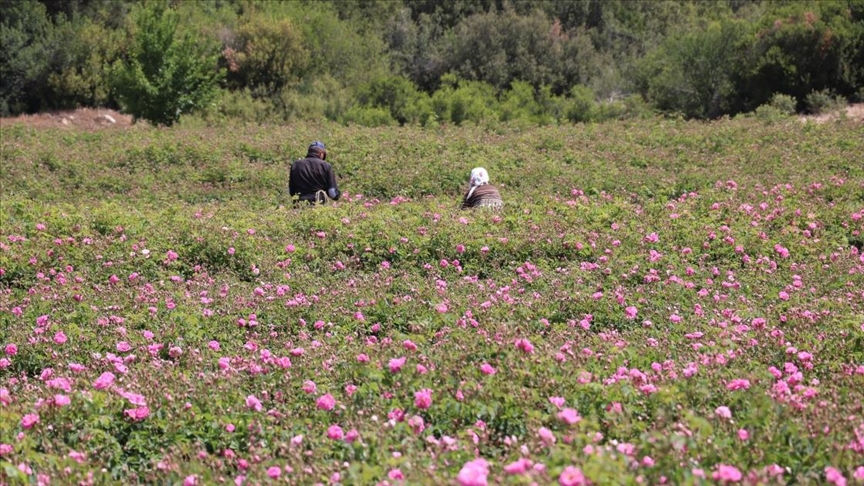 Isparta'nın gül kokulu bahçelerinde hasat zamanı