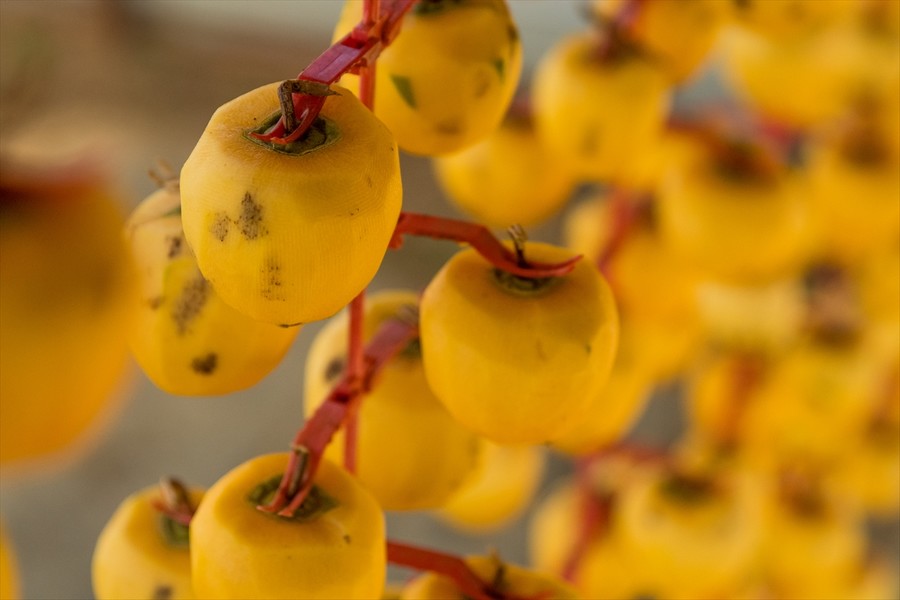 İzmir'de hurma kurutma mesaisi
