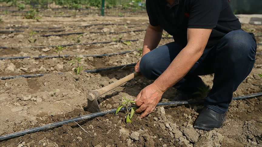 Hobi bahçeleri ve hileli gıdalar düzenlemesi 