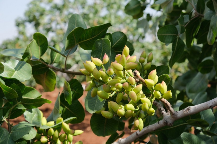 Kilis'e 14 bin Antep fıstığı fidanı dikildi