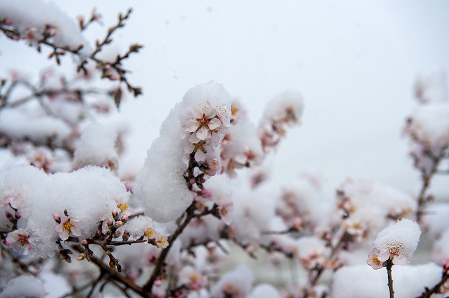 Tunceli'de çiçek açan bademler beyaza büründü