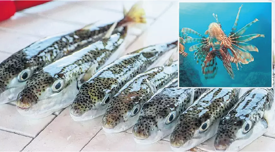 En istilacı 100 türden 12’si Türk denizlerinde