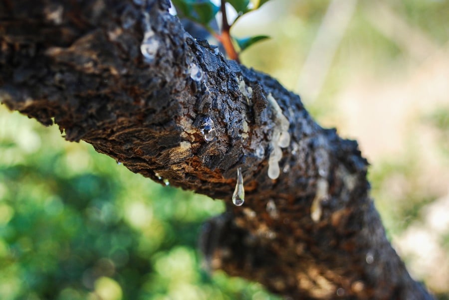 Sakız ağacından damlayan lezzet