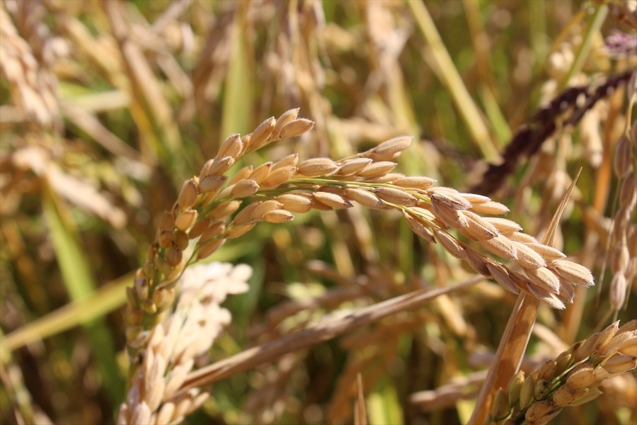 Tosya'da çeltik hasadı zamanı