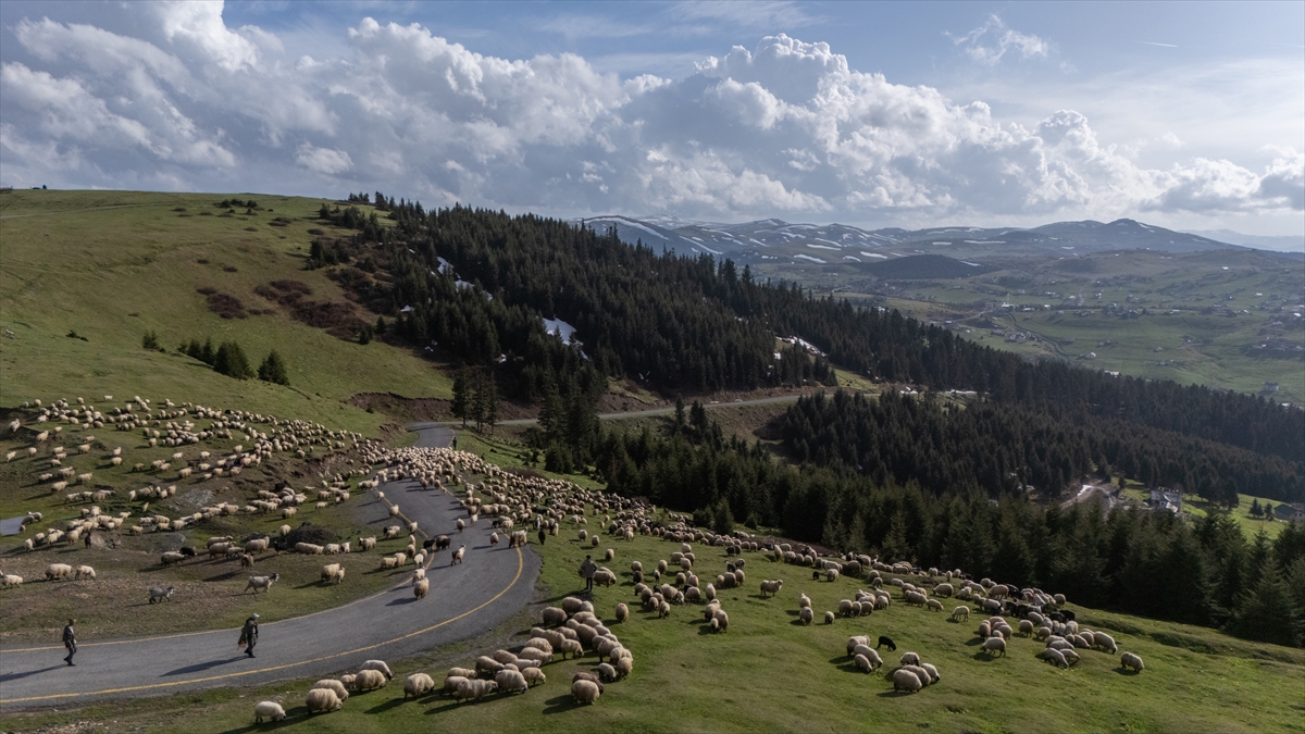 Karadenizli göçerlerin yaylaya uzanan göç yolculuğu