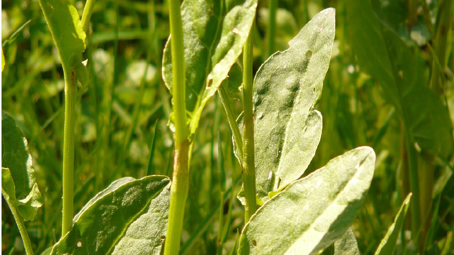 Kuzukulağı otunun faydaları