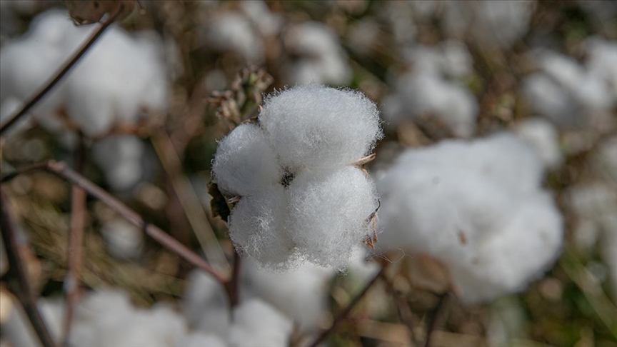Pamuğun tarladan fabrikaya zahmetli yolculuğu 