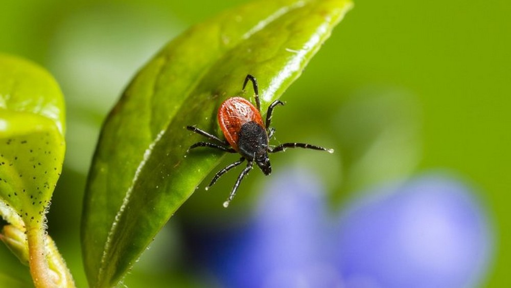 KKKA erken çıktı vaka sayısı arttı