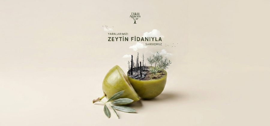 ÇEKUD’dan Yangın Bölgelerine 50 Bin Zeytin Fidanı