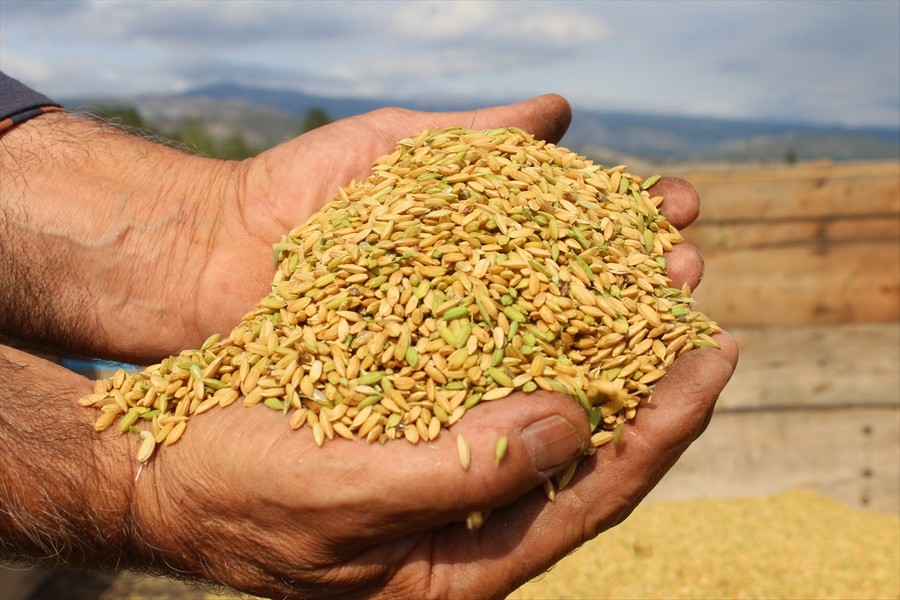 Tosya'da çeltik hasadı başladı