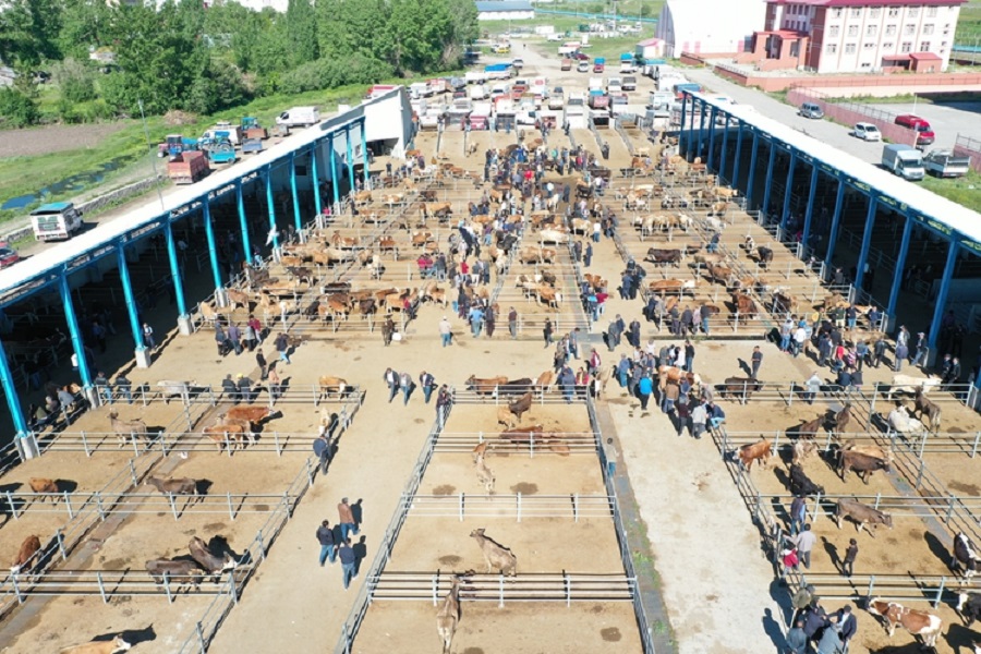 Kurban pazarlarında hareketlilik başladı