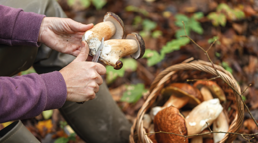 Doğadan Toplanan Mantar Ölümcül Olabilir