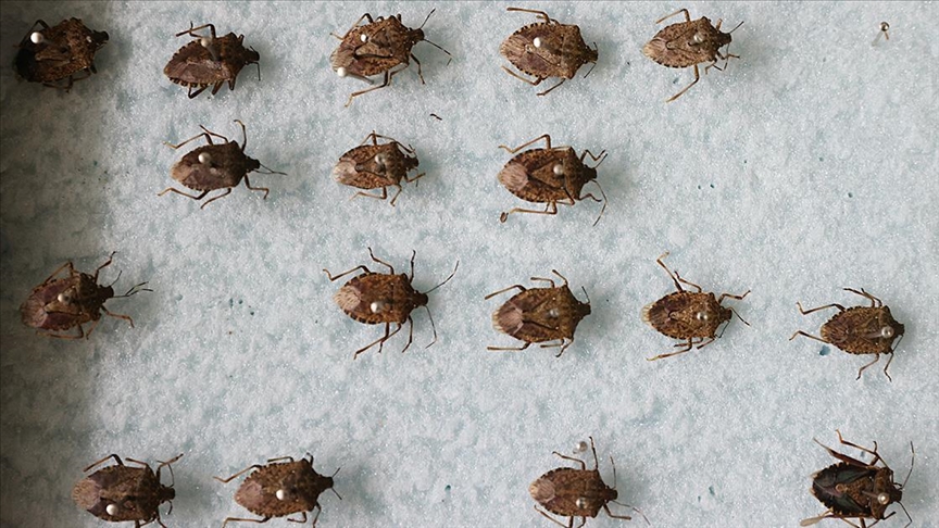 İstilacı böcek kahverengi kokarca ile biyolojik mücadele