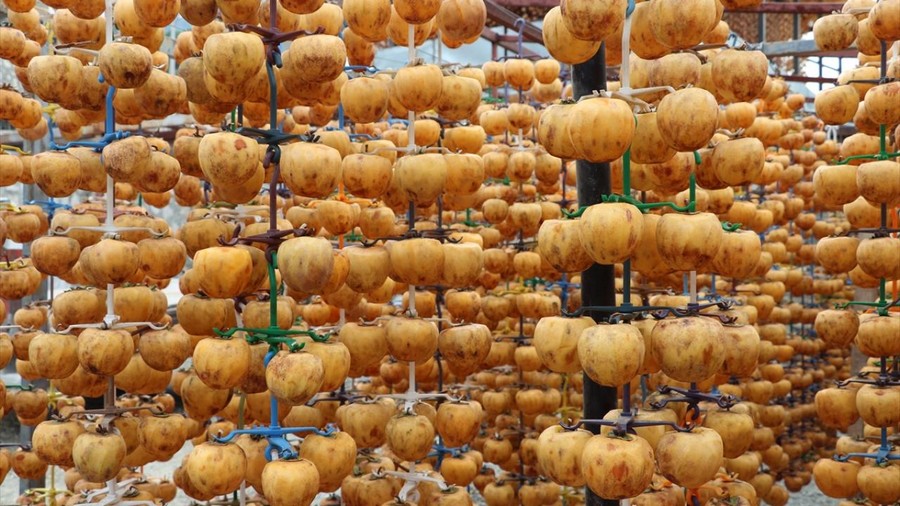 Denizli'de cennet hurması kurutularak ihraç ediliyor