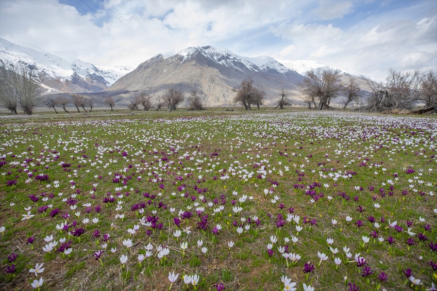 Tunceli'de çiğdem ve nergisler çiçek açtı
