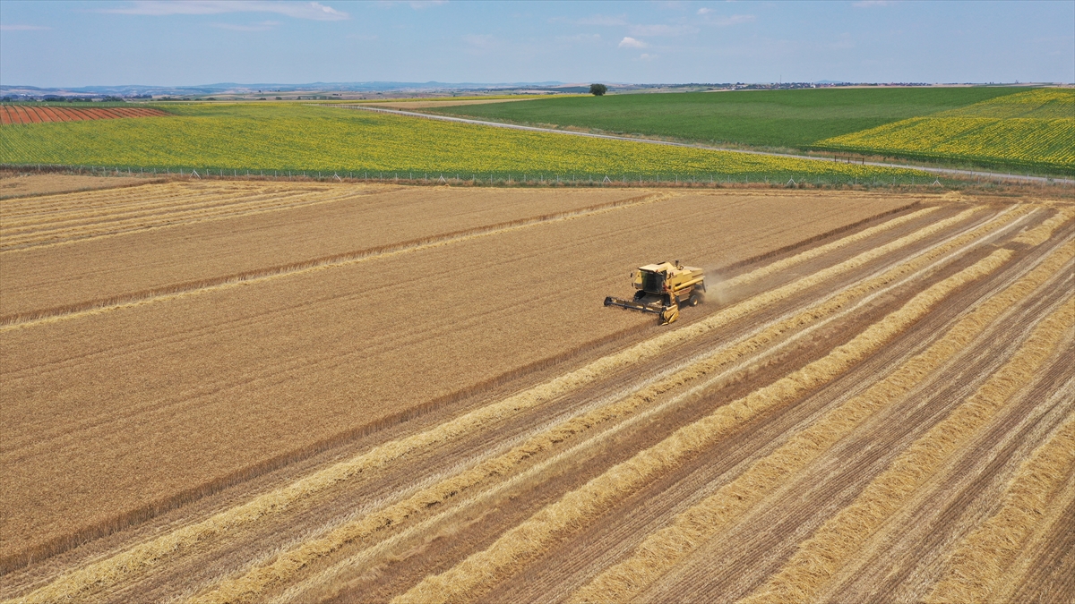 Trakya'da buğday hasadı gece gündüz devam ediyor