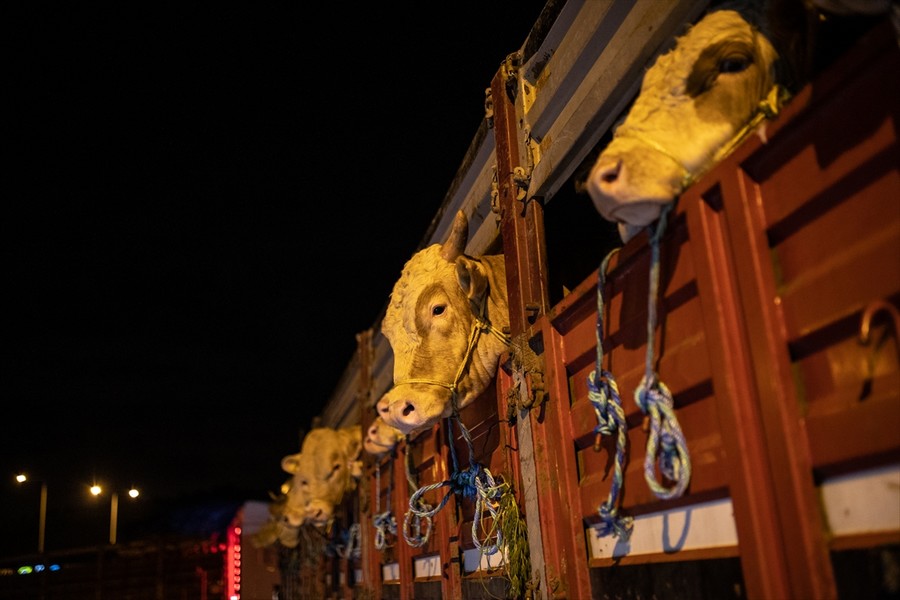 Kurbanlıkların sevkinde kurallar açıklandı