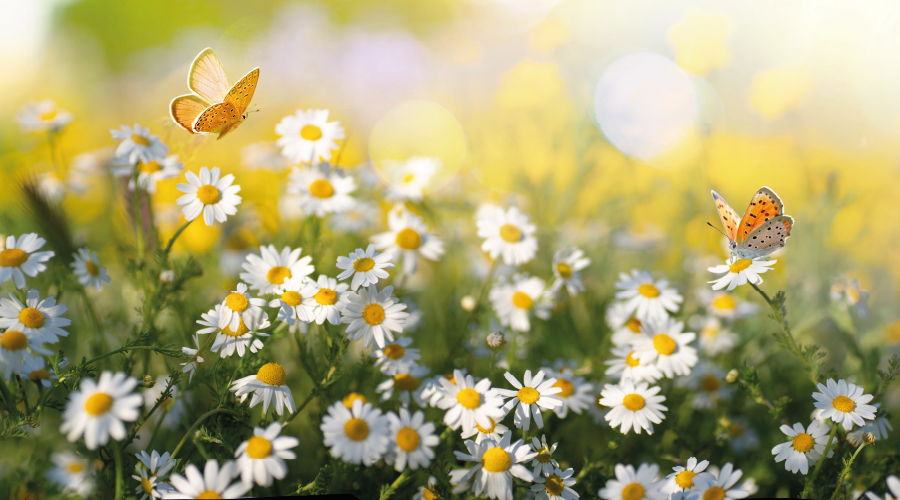 Oruç ile gelen şifa