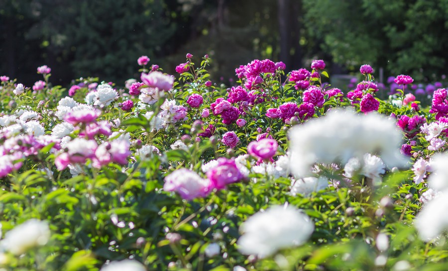 Isparta da gül sezonu erken başladı