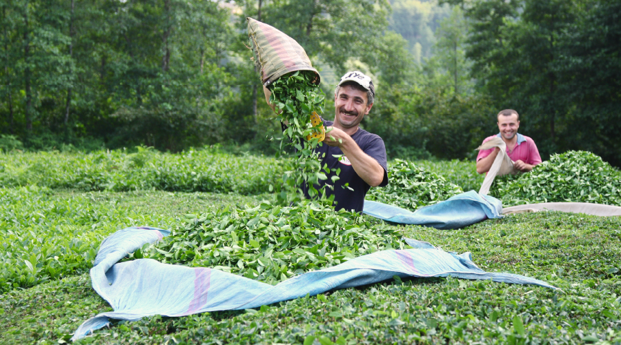 ­Trabzon’da Yaş Çay Hasadı Başladı