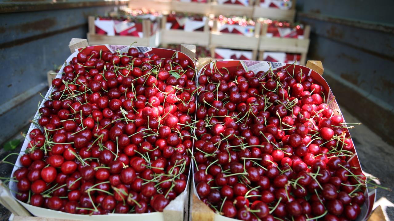 Geyve kirazında hasat mevsimi